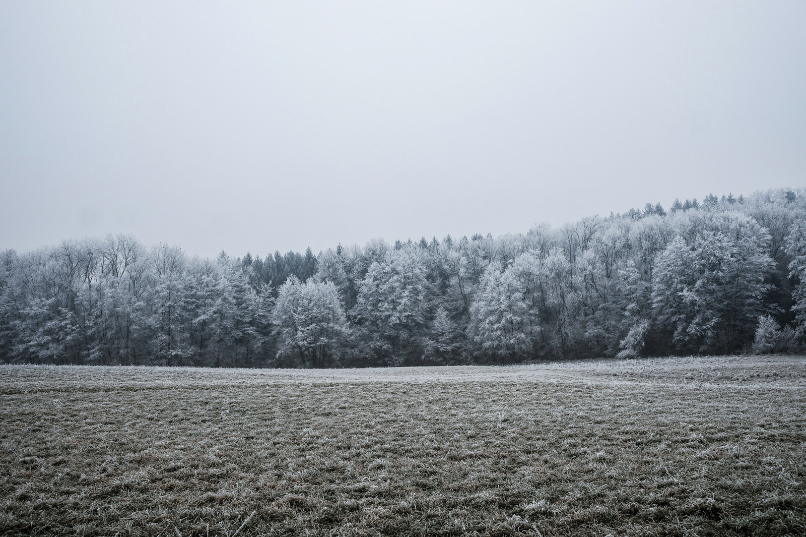 Forest and wilderness landscape photograph 6 by Mario Marrujo