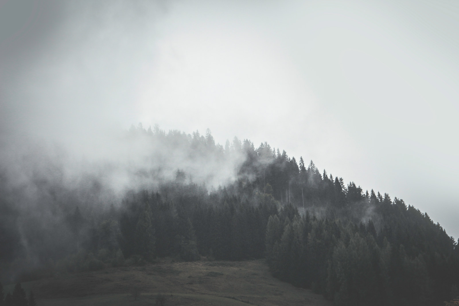 Forest and wilderness landscape photograph 7 by Mario Marrujo