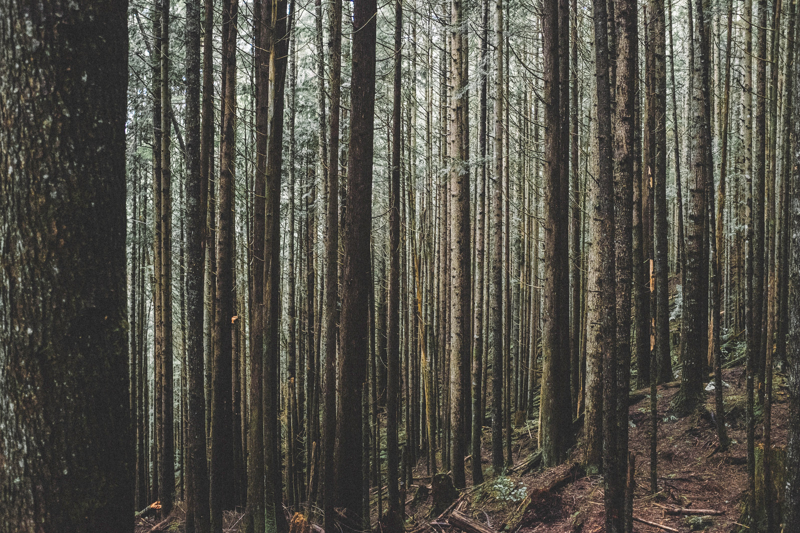 Forest and wilderness landscape photograph 8 by Mario Marrujo
